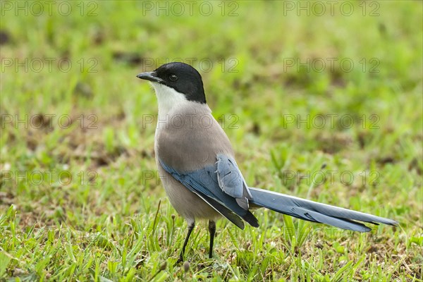 Azure-winged Magpie