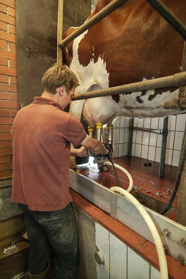 Farmer with milking machine