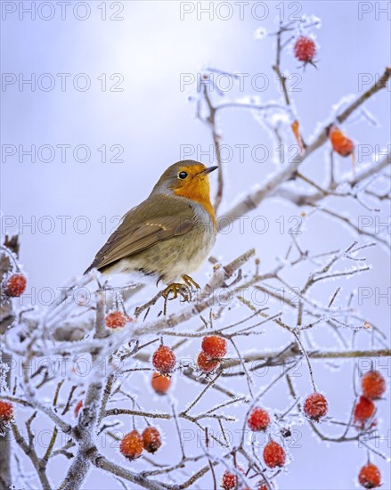 European robin