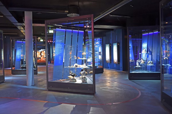 Exhibition room with showcases and taxidermy in the Ozeaneum