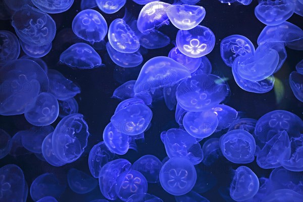 Common jellyfishes