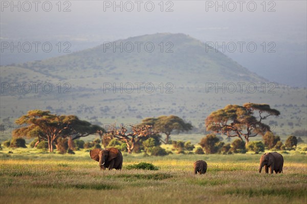 African elephant