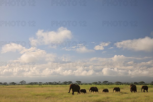 African elephant