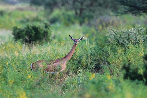 Gerenuk