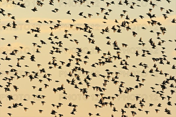 Common starling