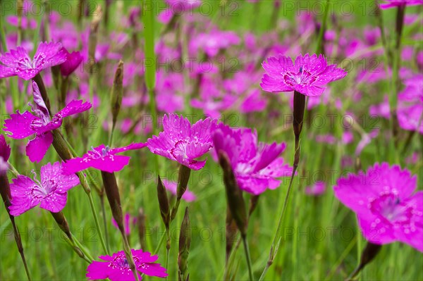 Maiden pinks