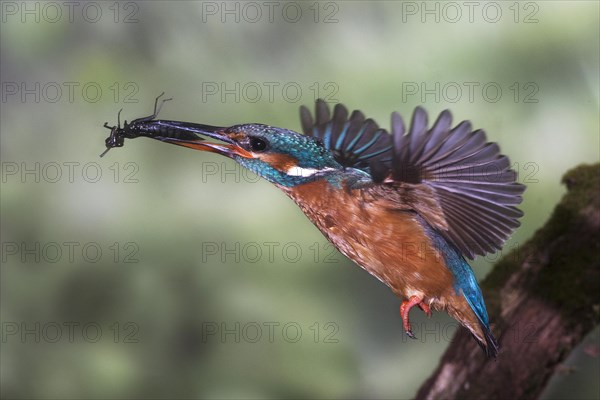 Common kingfisher