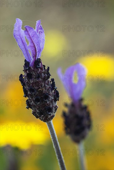 Crested lavender in flower