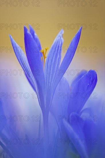 Crocuses