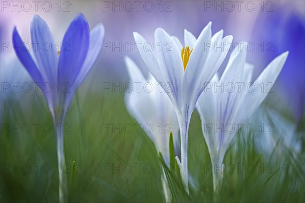 Crocuses