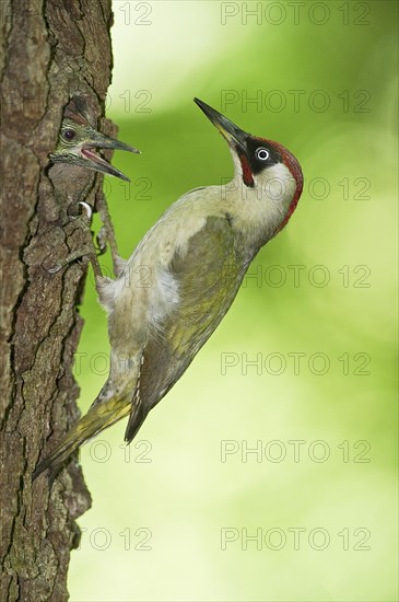 European green woodpecker