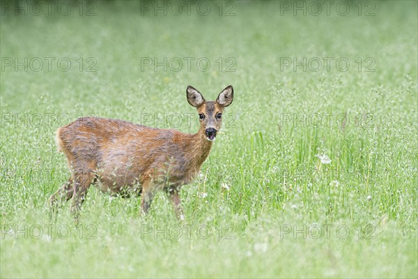 European roe deer