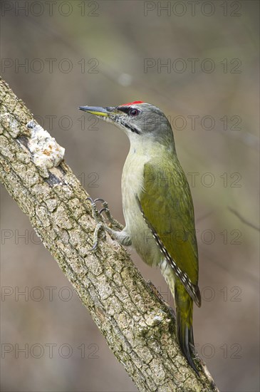 Grey-headed woodpecker