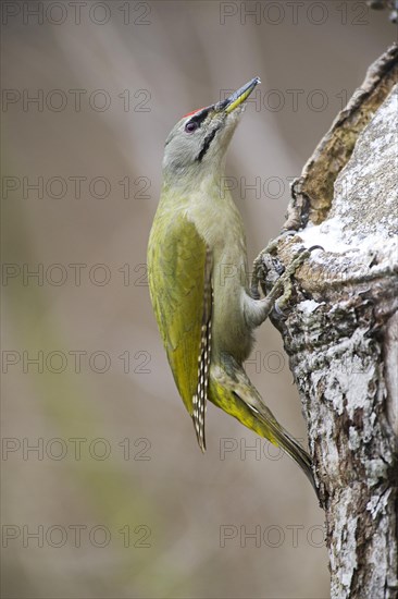 Grey-headed woodpecker