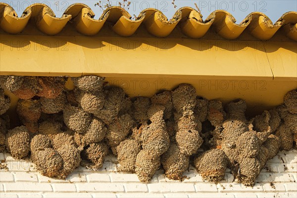 Common house martins