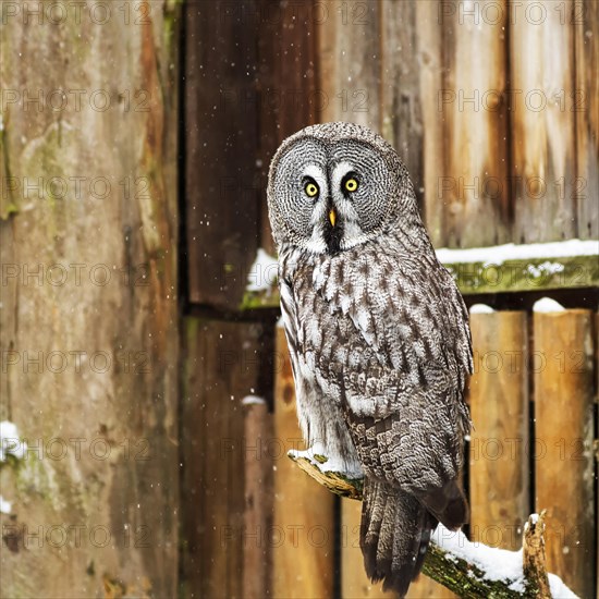 Great grey owl