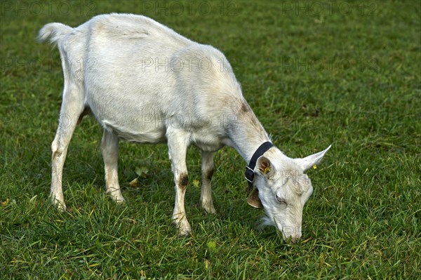 Grazing unhorned Saanen goat