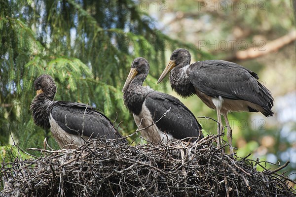 Black stork