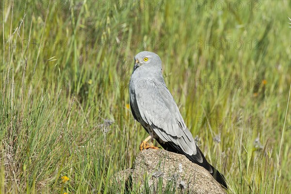 Montagu's harrier