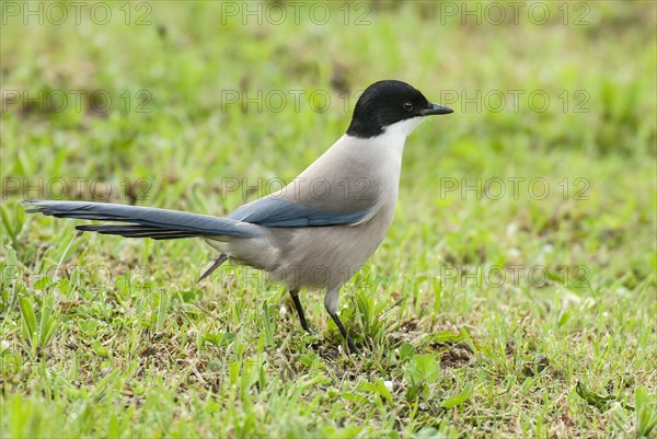 Azure-winged Magpie