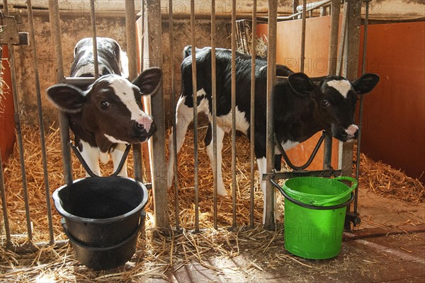 Calf feeding with milk