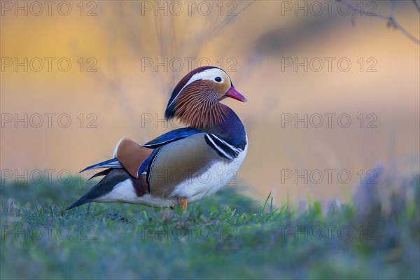 Mandarin duck
