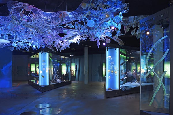 Exhibition room with showcases and taxidermy in the Ozeaneum