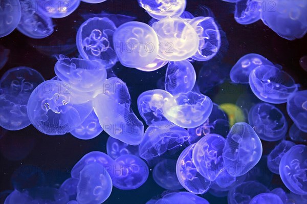 Common jellyfishes