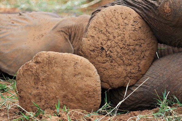 African elephant