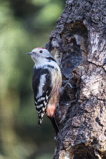 Middle spotted woodpecker