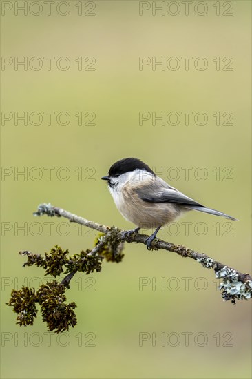 Marsh tit