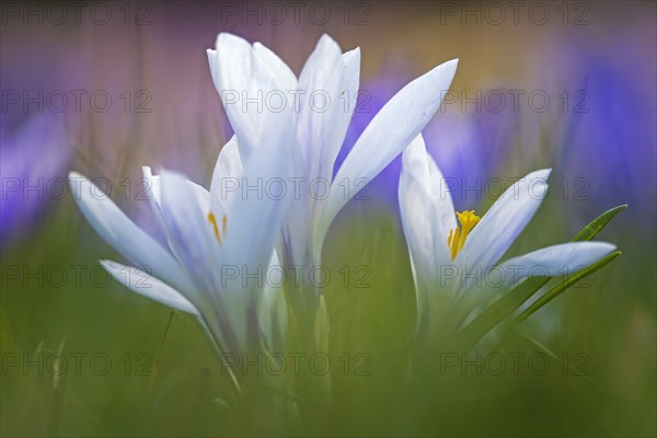 Crocuses