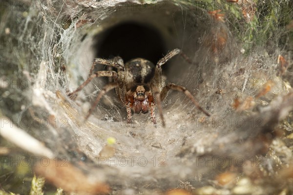 Common labyrinth spider