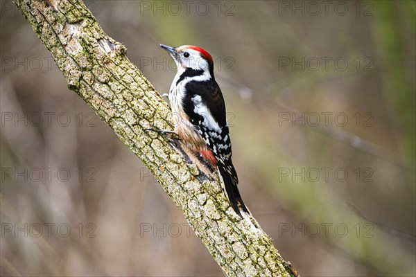 Middle spotted woodpecker