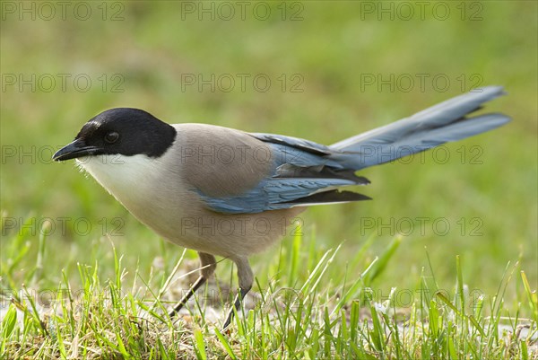 Azure-winged Magpie