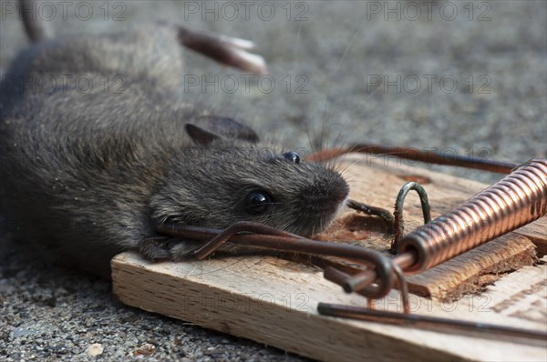 House mouse