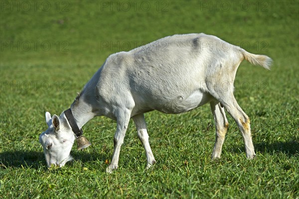 Grazing unhorned Saanen goat