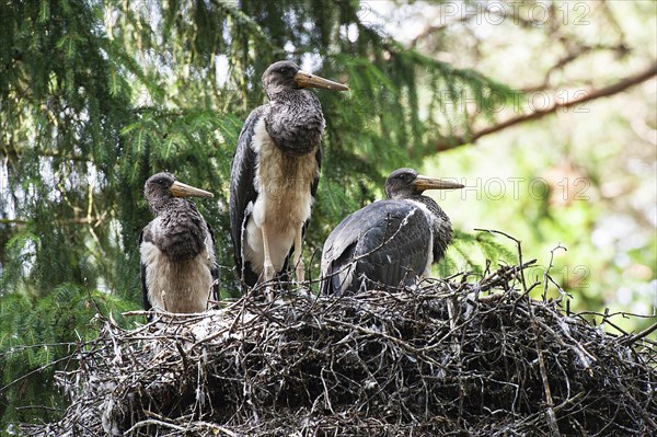 Black stork