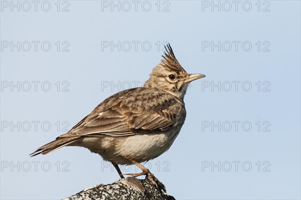 Thekla Lark