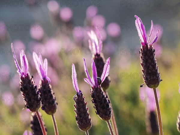 Crested lavender in flower