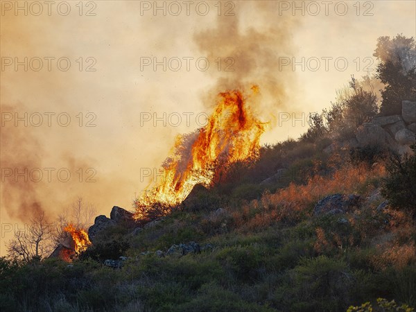 Fire in the Dehesa in the cork oak forest