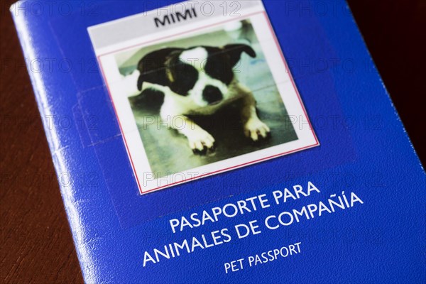 Spanish pet passport for small dog