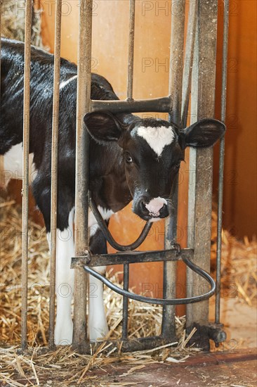 Calf feeding with milk