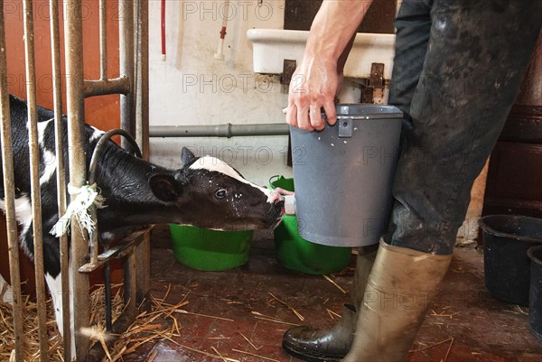 Calf feeding with milk