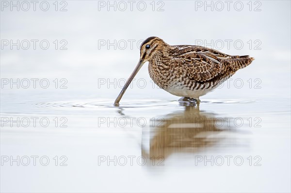 Common snipe