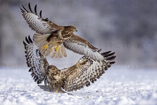 Steppe buzzard