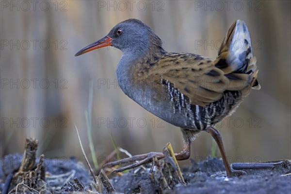 Water Rail