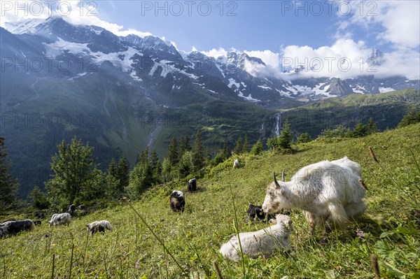 Herd with yaks on an alpine meadow at the mountain inn Tschingelhorn