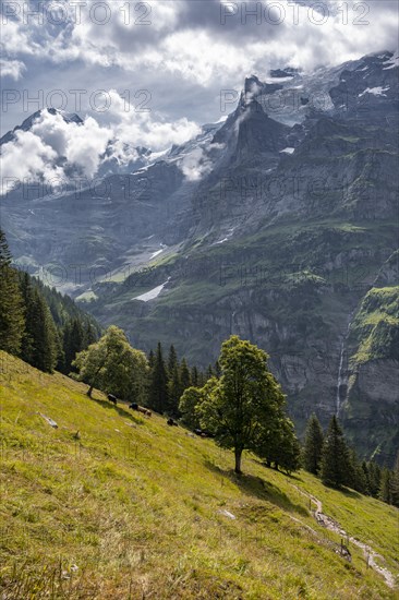 Tree standing on a slope