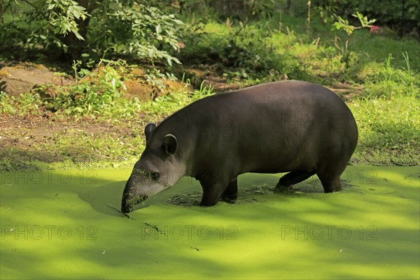 Lowland tapir